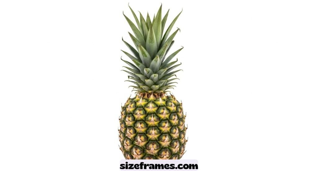 How Long Is 12 Inches